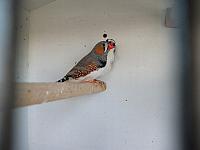 vogeltjes 003 800x600