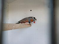 vogeltjes 004 800x600