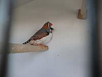 vogeltjes 005 800x600