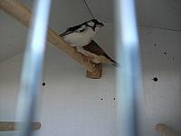 vogeltjes 007 800x600