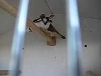 vogeltjes 008 800x600