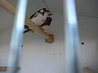 vogeltjes 009 800x600