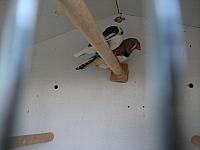 vogeltjes 012 800x600