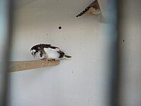 vogeltjes 014 800x600