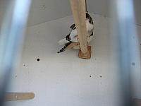 vogeltjes 017 800x600