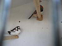 vogeltjes 019 800x600