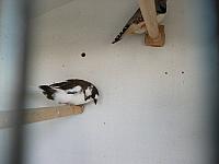 vogeltjes 020 800x600