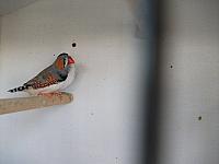 vogeltjes 021 800x600