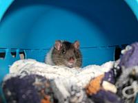 DSCF0942 800x600
