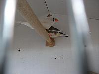 DSCF0623 800x600
