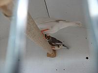 DSCF0624 800x600