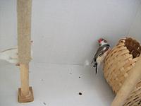 DSCF0690 800x600