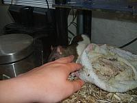 Gaia 05 800x600