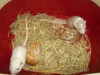 De dames 02 800x600
