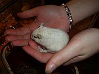Jingles 01 800x600