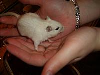 Jingles 02 800x600