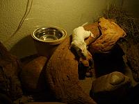 Jingles 05 800x600