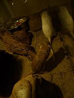 Jingles 08 450x600