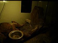 Jingles 09 800x600