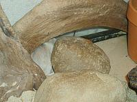 Shenga 07 800x600