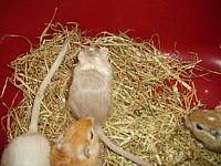 Shenga 08 800x600