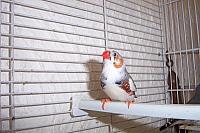 Gevlekt mannetje 1 800x533