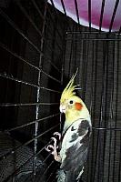 Tweety 1 400x600