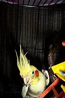 Tweety 2 400x600