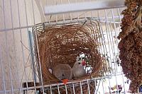 Wit. bruin vrouwtje in nest 800x533