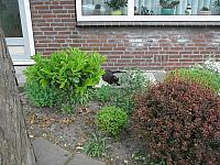 18 Juni 003 800x600