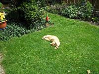 18 Juni 009 800x600