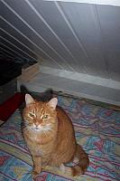 Tijgertje 5 400x600