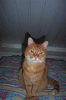 Tijgertje 6 400x600