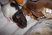 8 30 Ratten